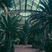 ogród botaniczny