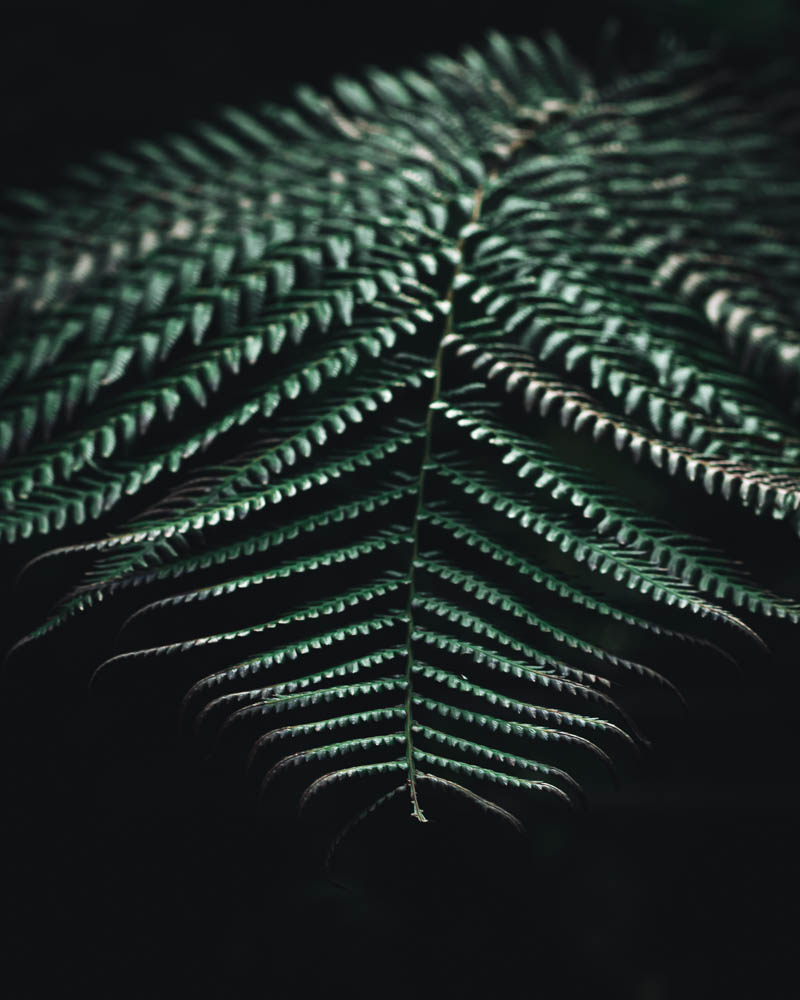 ogród botaniczny